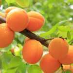 Apricot tree: planting, pruning and care