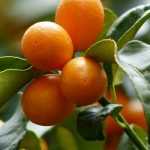 Citrus trees: planting and maintenance