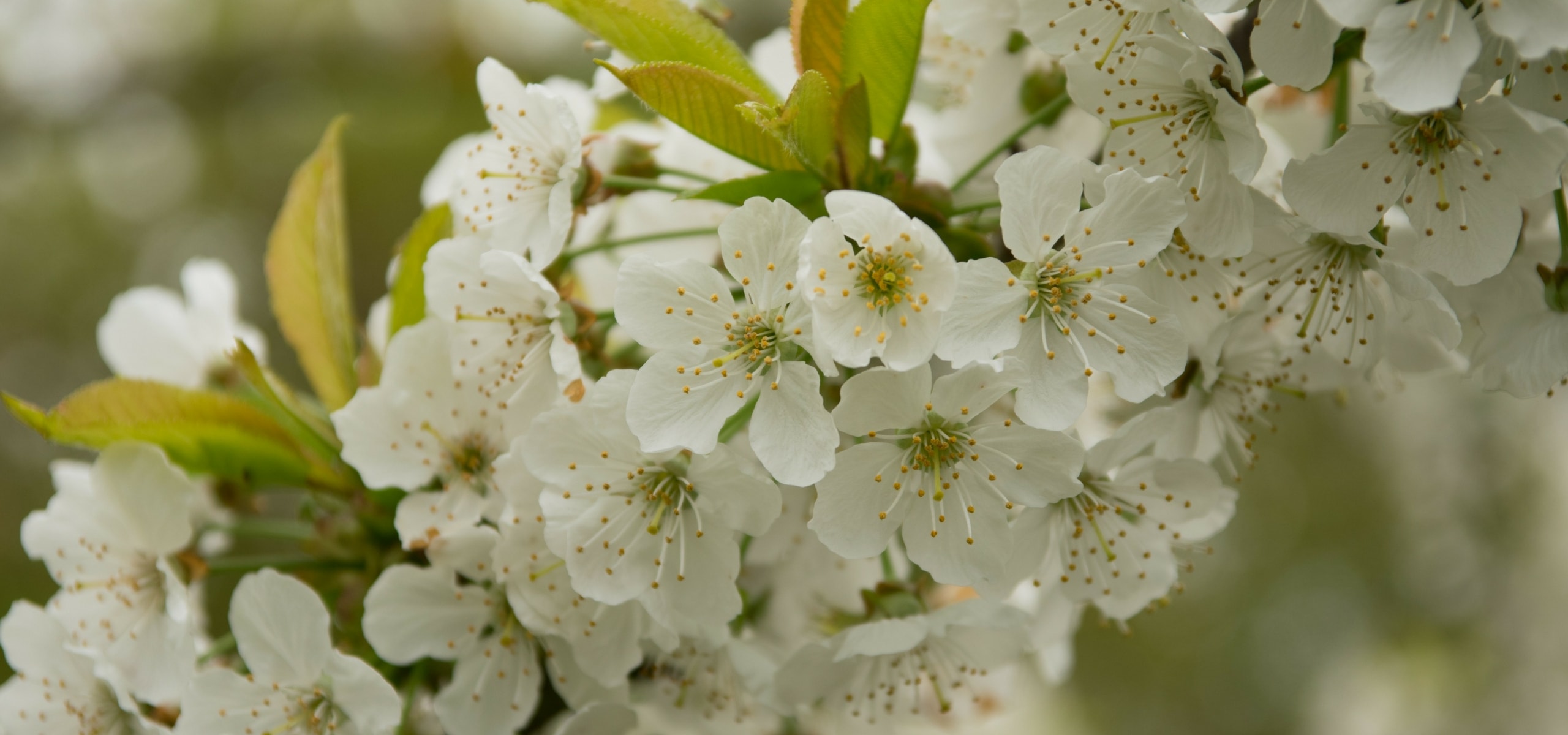 Cherry tree: planting, pruning and maintenance