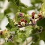 Growing blackberry, Loganberry and tayberry