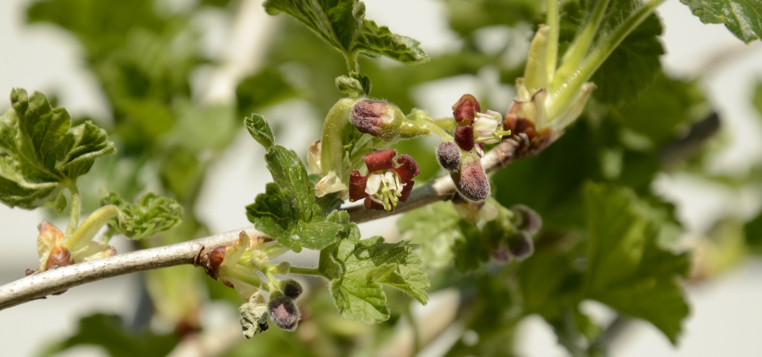 Growing blackberry, Loganberry and tayberry