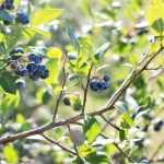 Growing blueberries