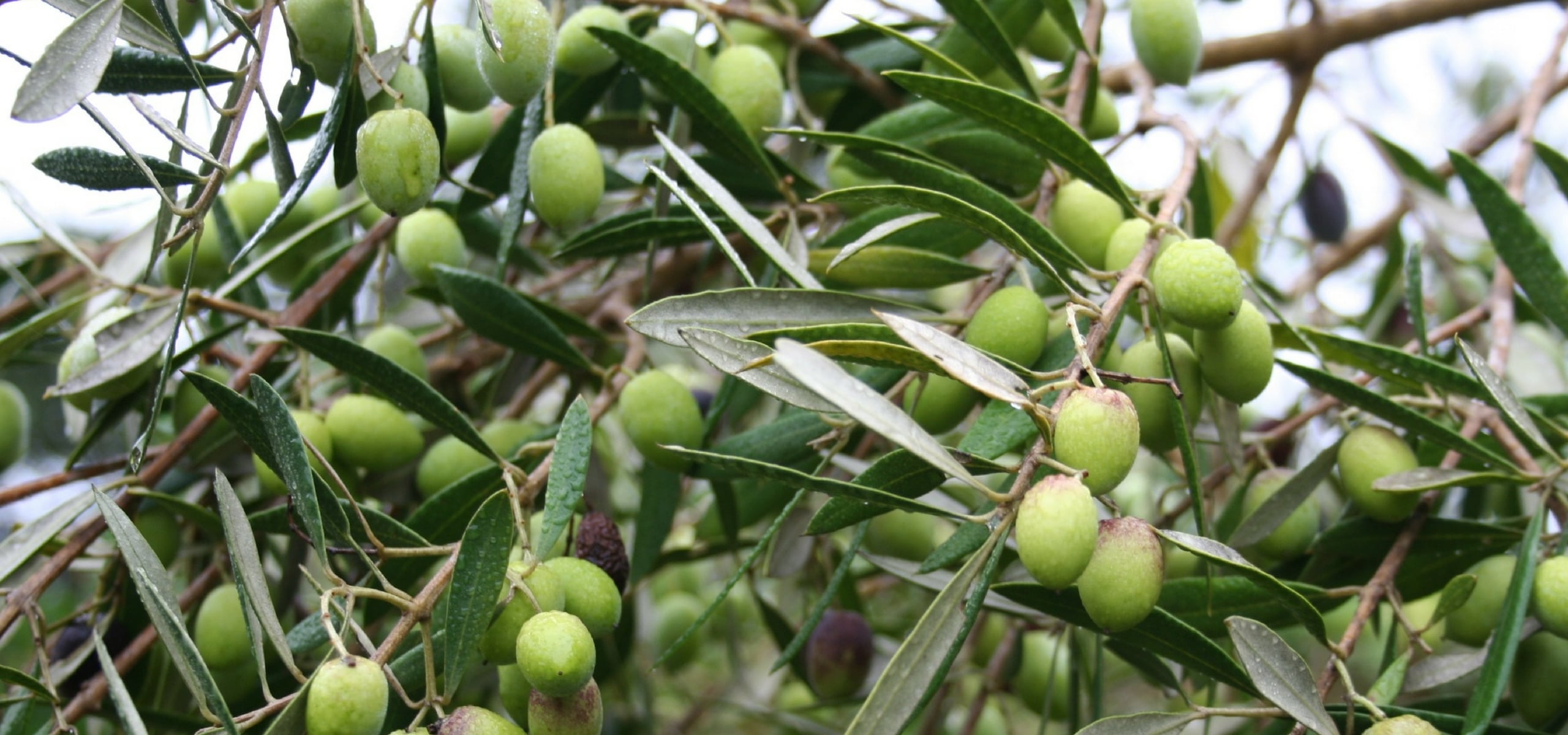 Planting olive trees