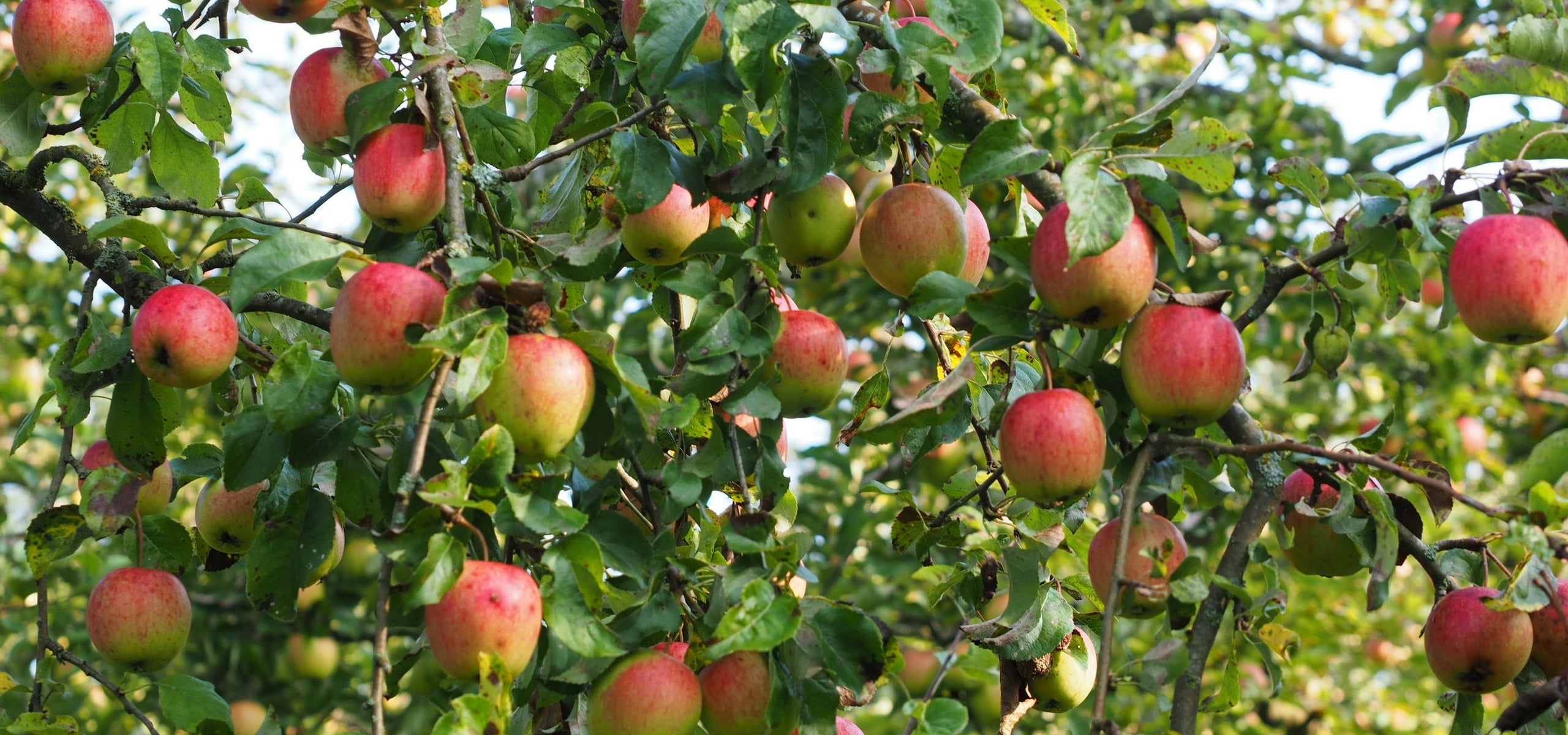 Apple tree: planting, pruning and care