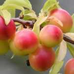 Plum tree: planting, pruning and maintenance