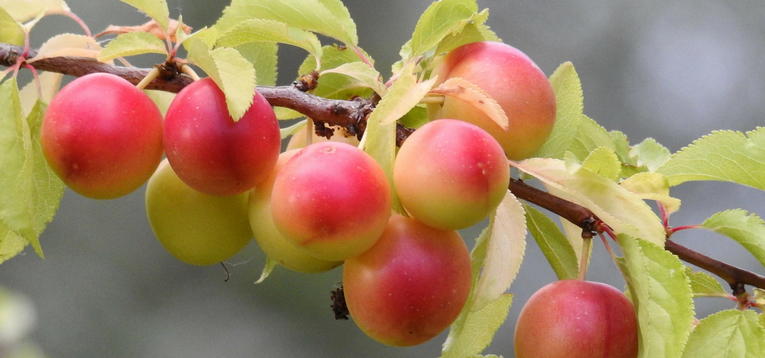 Plum tree: planting, pruning and maintenance
