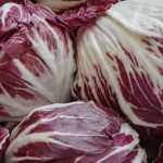 Succeed in growing chicory and blanching it