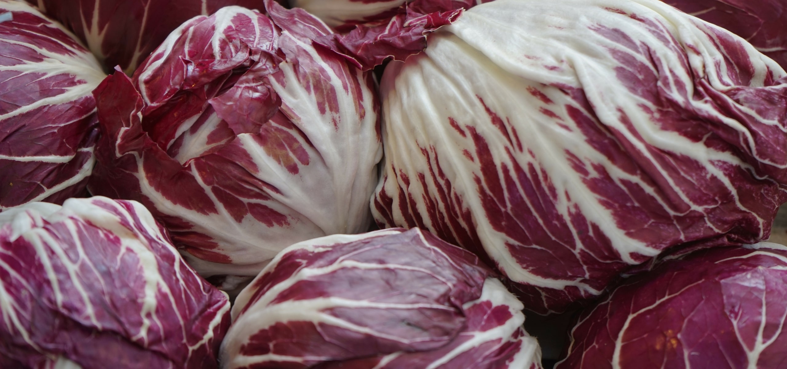 Succeed in growing chicory and blanching it