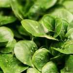 Succeeding in growing lamb's lettuce