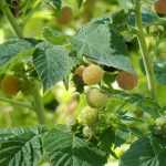 Pruning raspberries: best practices for perpetual and non-perpetual varieties