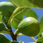 Ficus: planting, pruning and maintenance