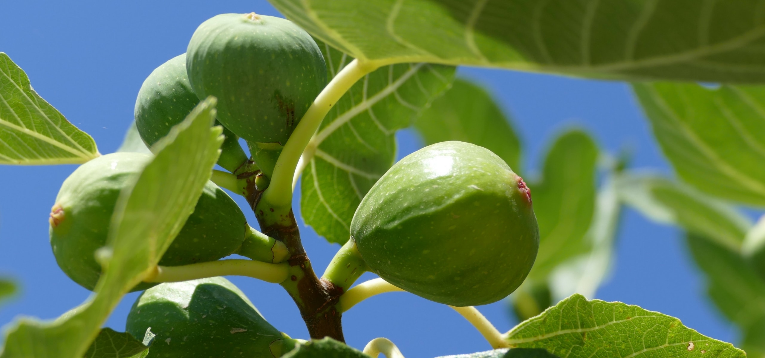 Ficus: planting, pruning and maintenance