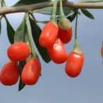 Cultivation, harvest and drying of Goji berries