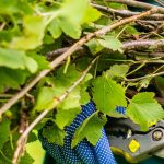 Pruning blackcurrant bushes: when and how to do it successfully