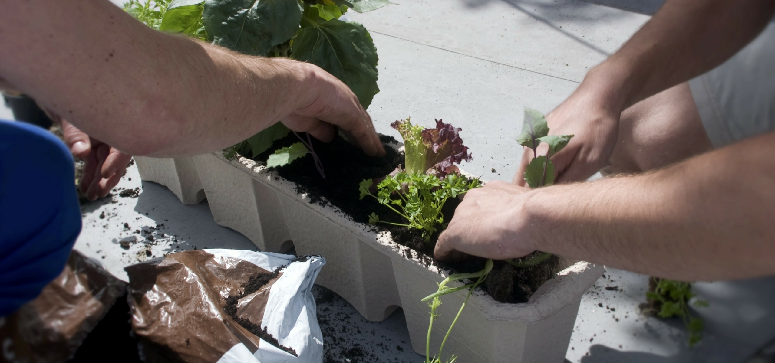 Balcony vegetable garden