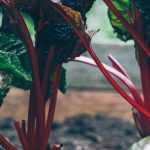 Vegetable garden in the shade