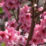 Pollination of fruit trees