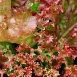 Succeeding in growing lettuces