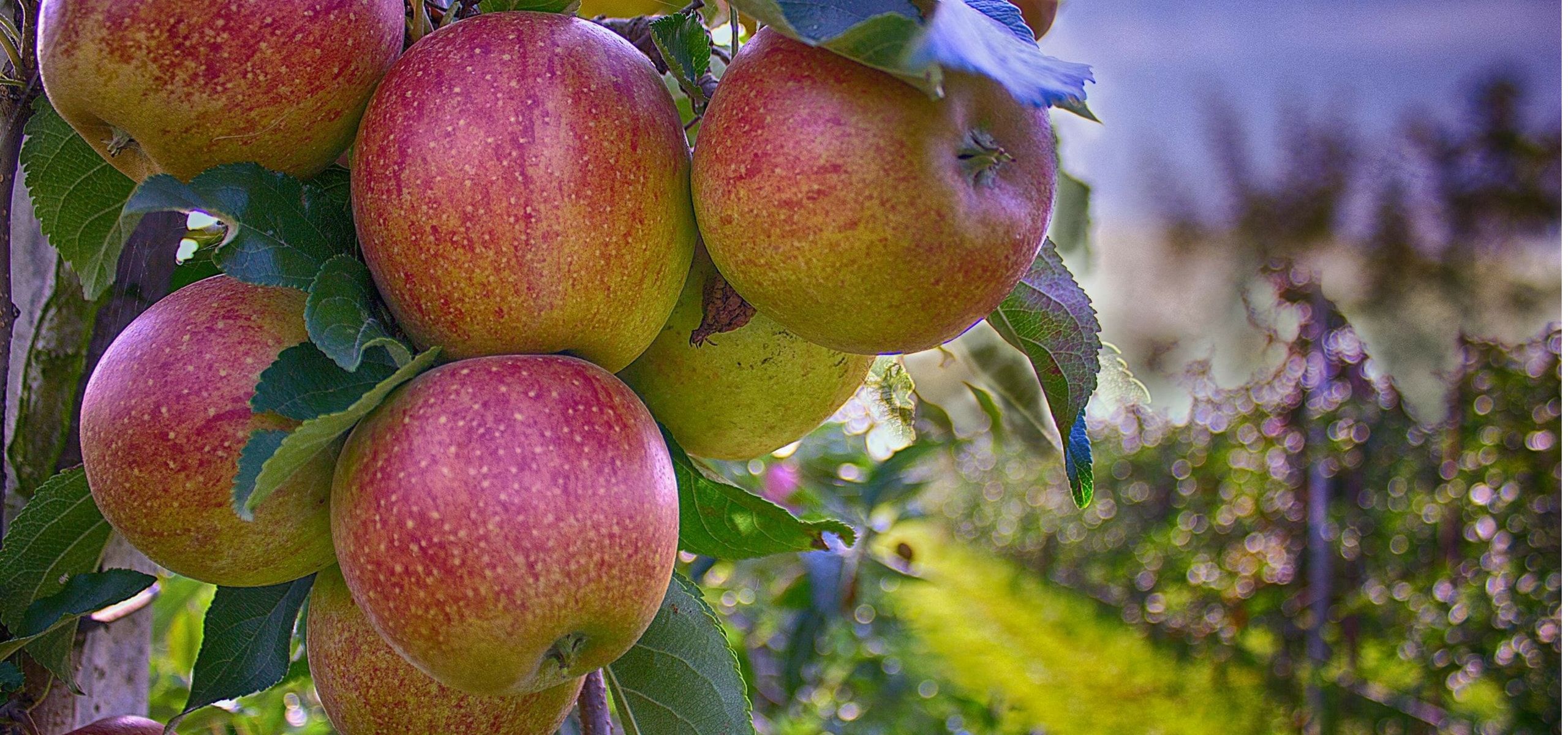 Creating an orchard: choosing fruit trees wisely