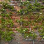 Pruning fruit trees in palmate