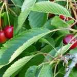 How to protect fruit trees from birds?