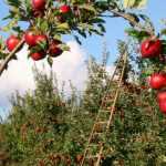 Fruit trees: protect your orchard naturally
