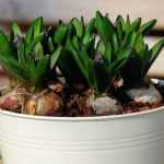 How to plant bulbs prepared for indoor forcing?