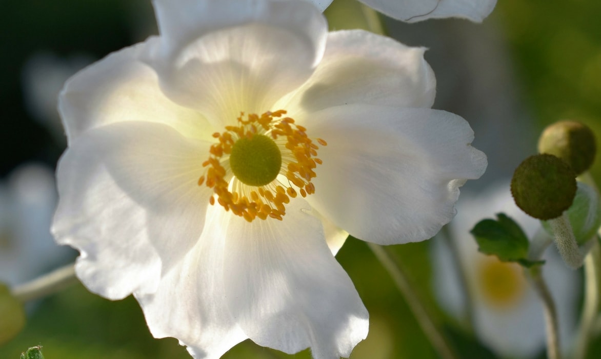 Japanese anemones: planting and care