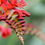 Crocosmia, montbretia: planting, cultivation and maintenance