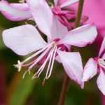 Gaura: planting and growing