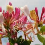 Honeysuckle: planting, pruning and maintenance