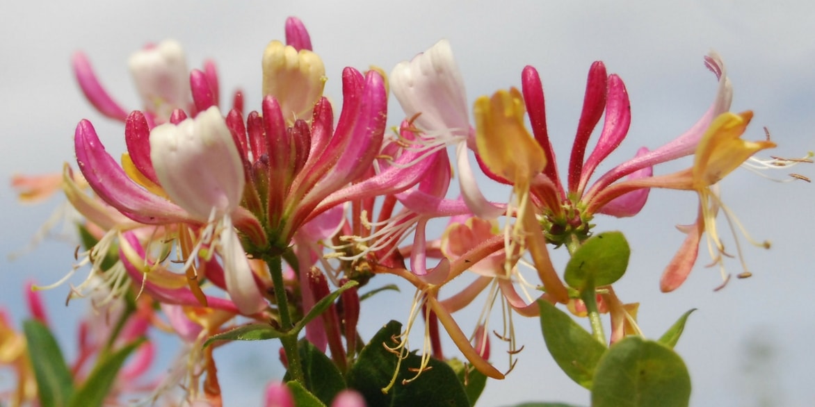 Honeysuckle: planting, pruning and maintenance