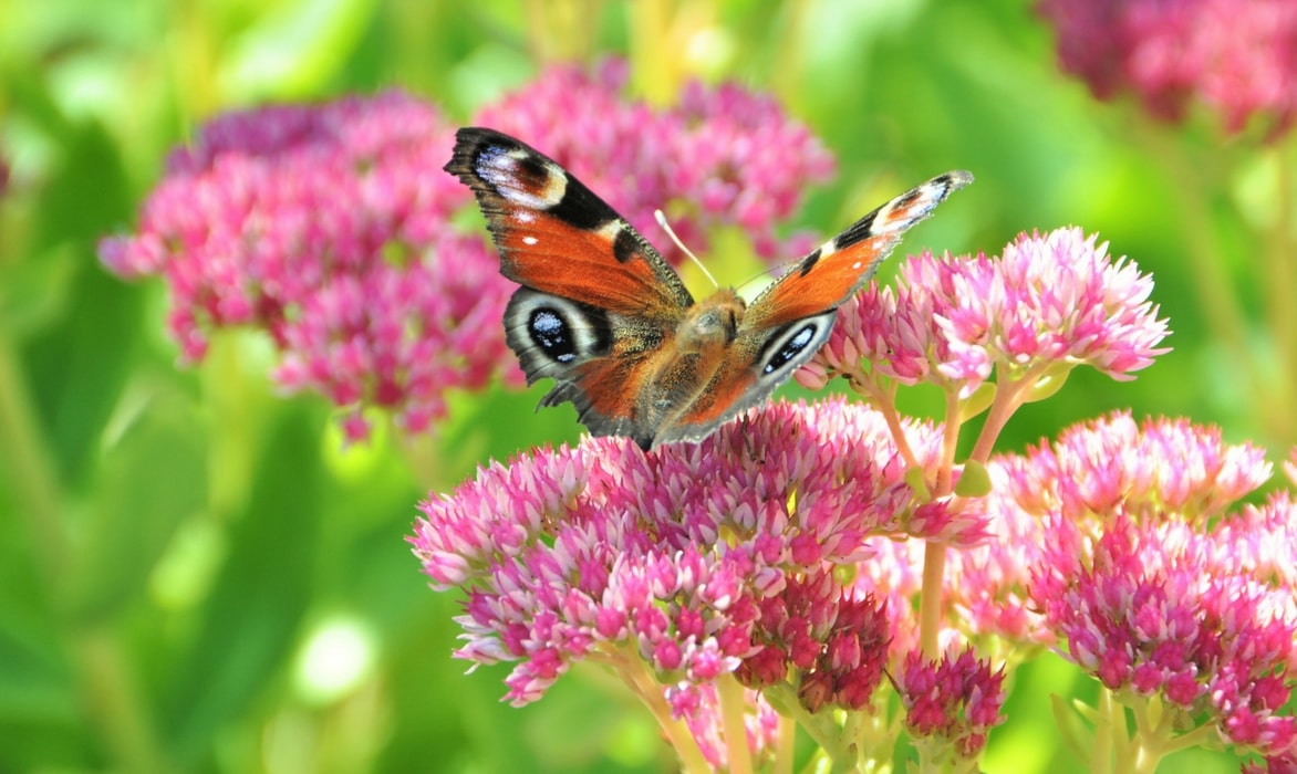 Sedum or Orpin: how to plant, cultivate and propagate them