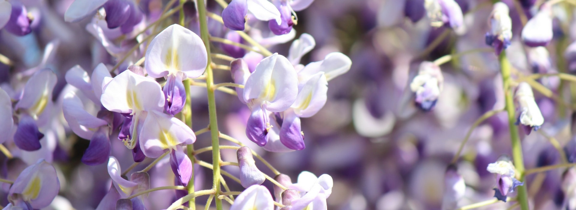 Wisteria: how to plant, prune and care?