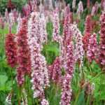 Persicarias or Knotweeds: planting, cultivation and maintenance
