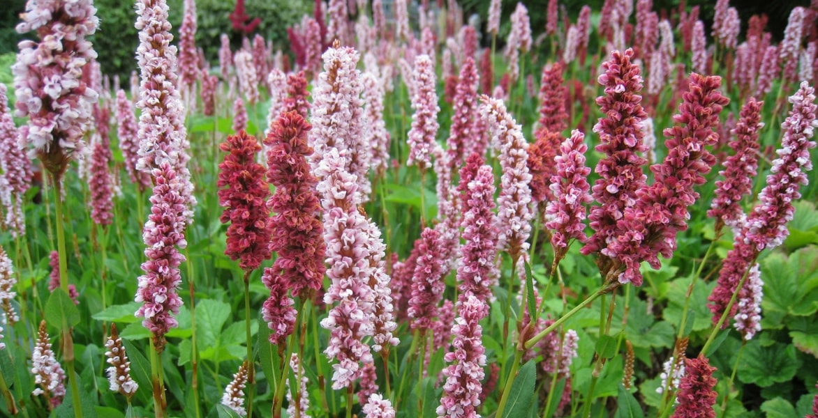 Persicarias or Knotweeds: planting, cultivation and maintenance