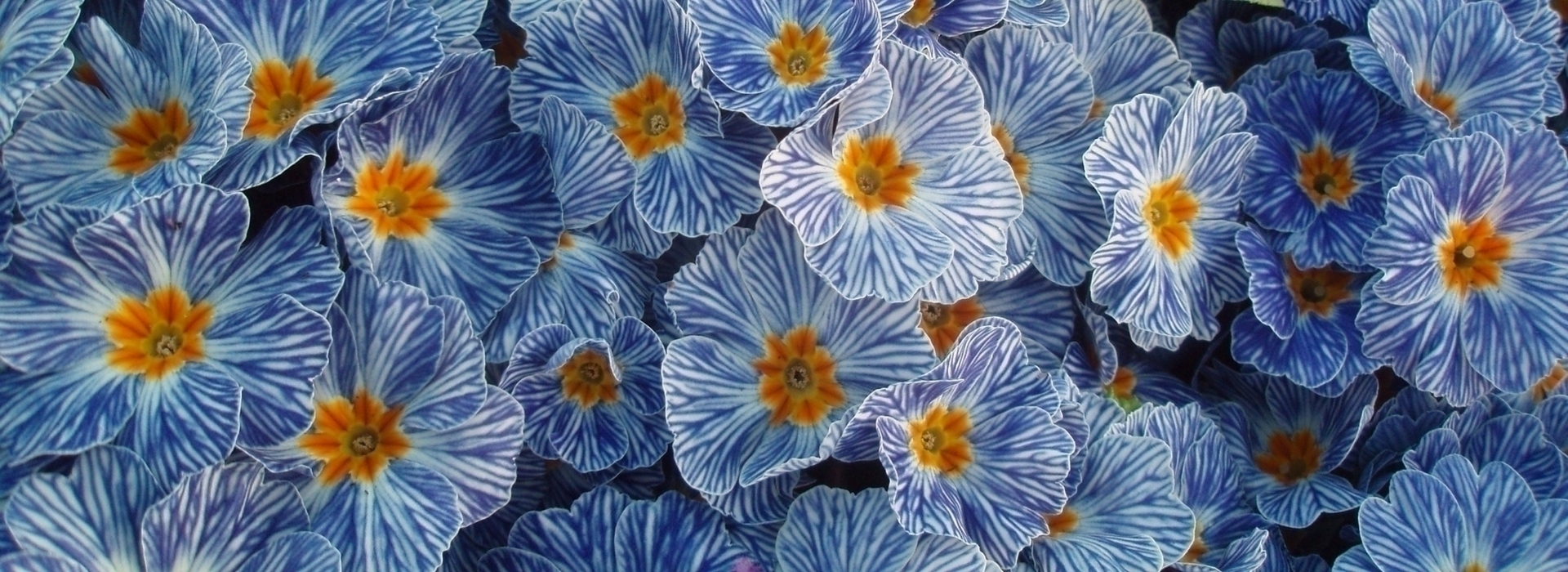 Primula: planting, cultivation, maintenance and companion planting