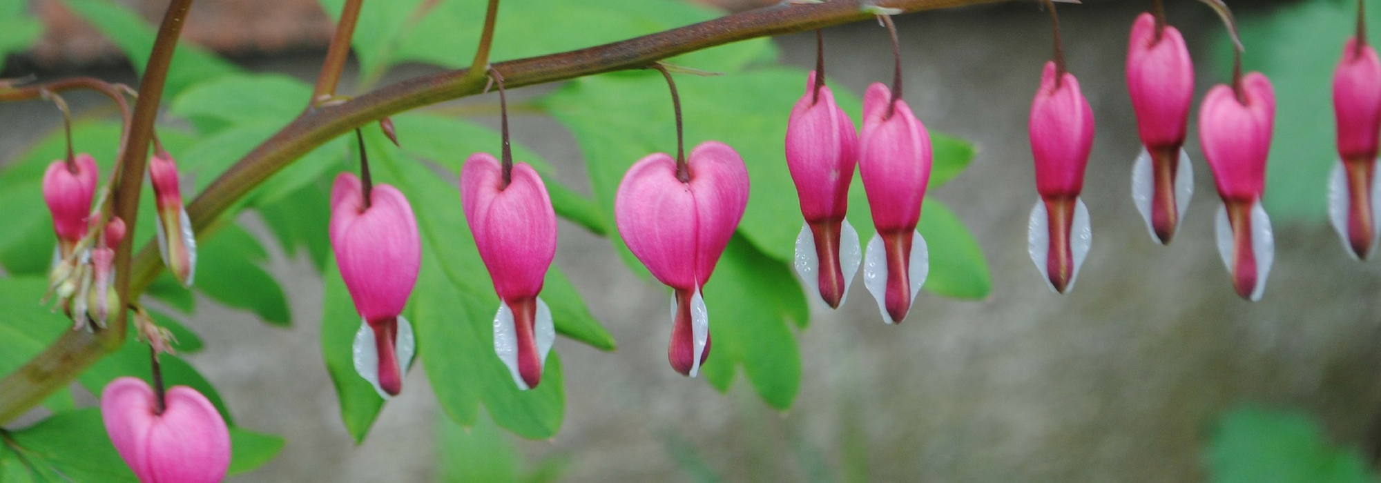 Bleeding heart: planting, cultivation and companion planting