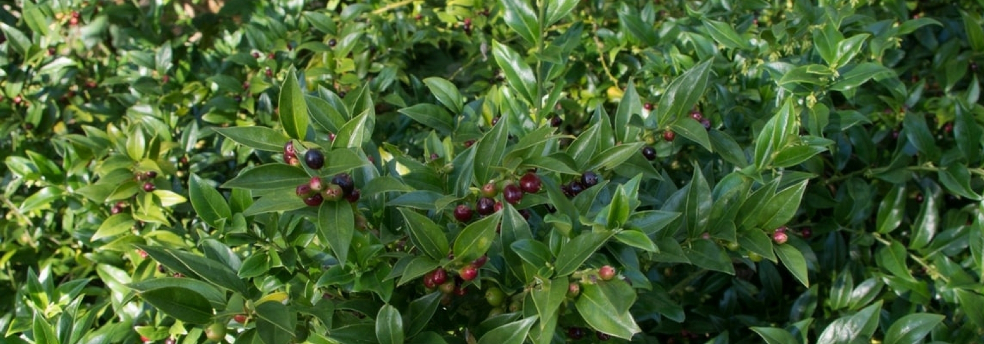 Sarcococca: how to grow and prune it