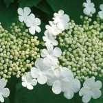 Viburnum, Viorne: planting, pruning and growing
