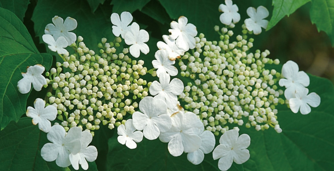 Viburnum, Viorne: planting, pruning and growing