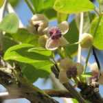 Akebia: planting, pruning and maintaining