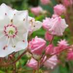 Kalmia latifolia : planting, growing and care