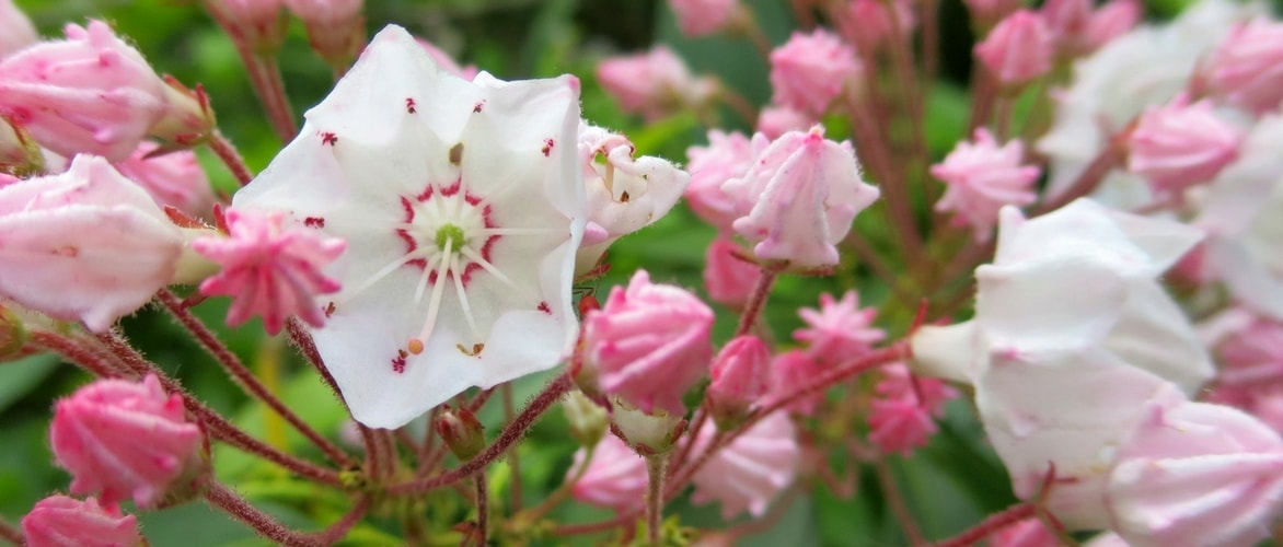 Kalmia latifolia : planting, growing and care