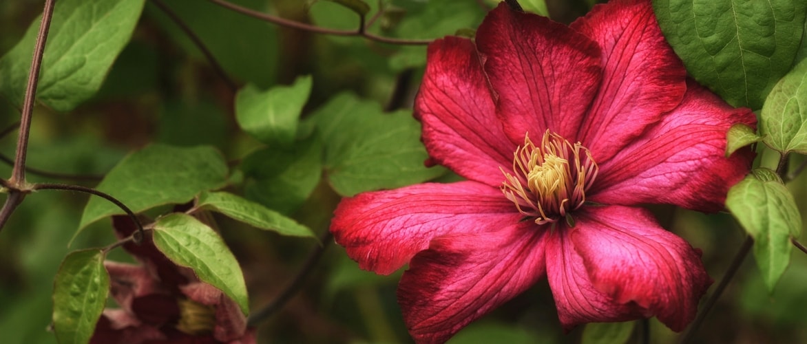 Clematis: planting, pruning and care