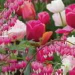 Bleeding heart: 8 beautiful pairing ideas