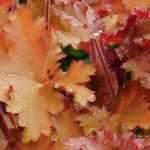 Heucheras: planting, growing and care