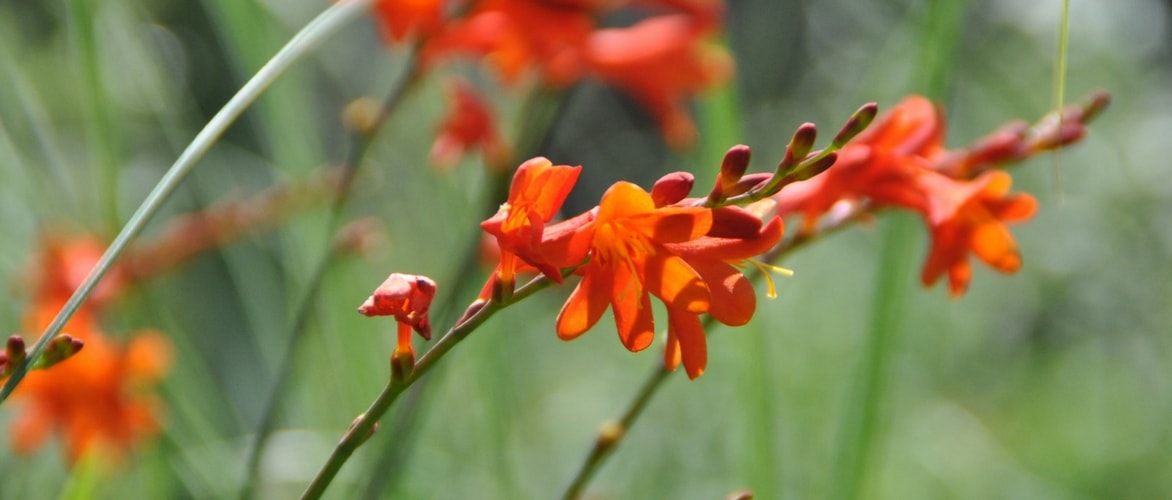 Crocosmia or montbretia: 9 ideas for associations