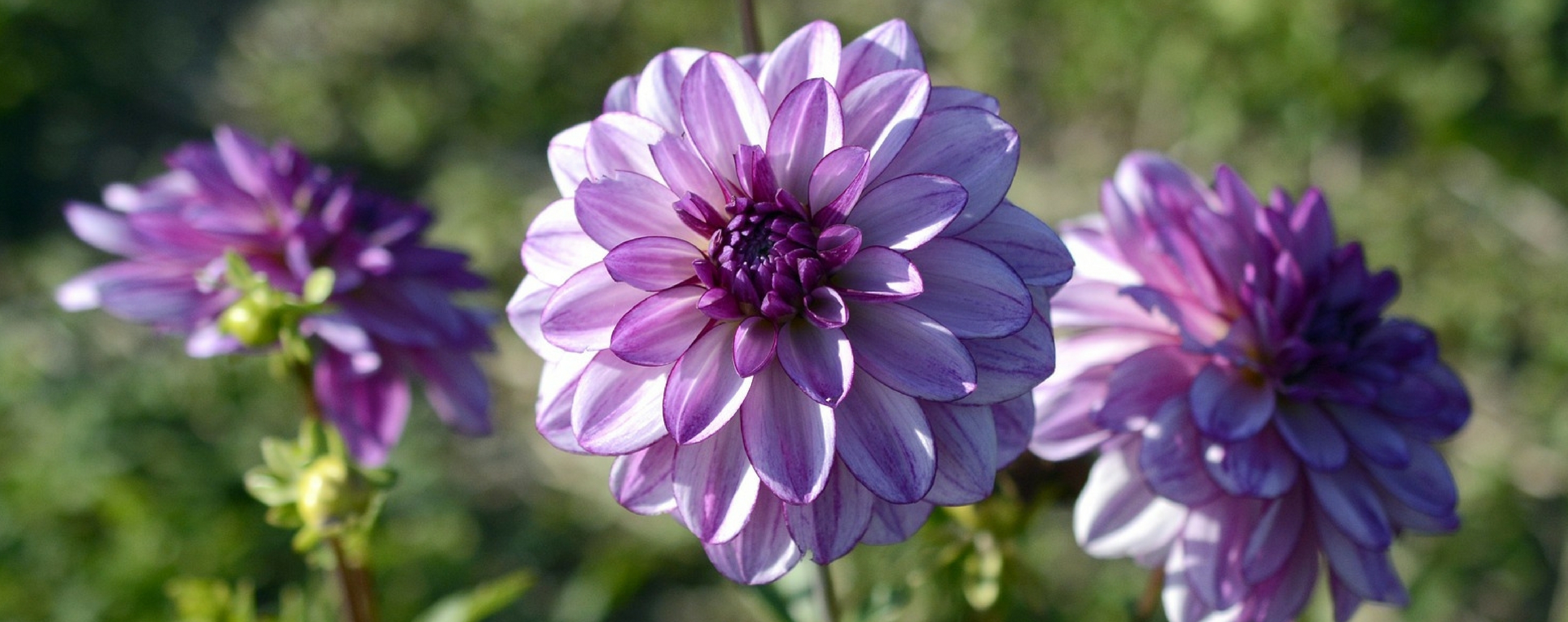 Dahlia: planting, care and growing tips