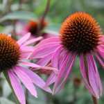 Echinaceas : sowing, growing and care